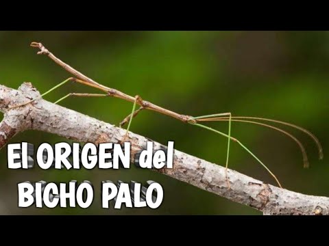 Video: Insectos palo de Annam: apariencia, estilo de vida y cautiverio