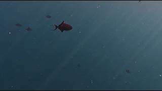 Red Toothed Triggerfish | Raja Ampat