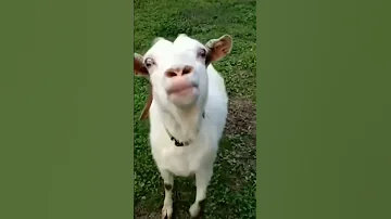 ماعز مضحك جدا 