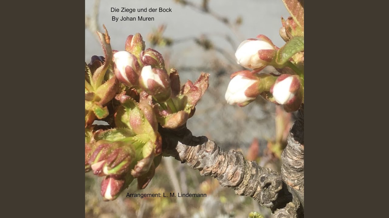 Die Ziege und der Bock