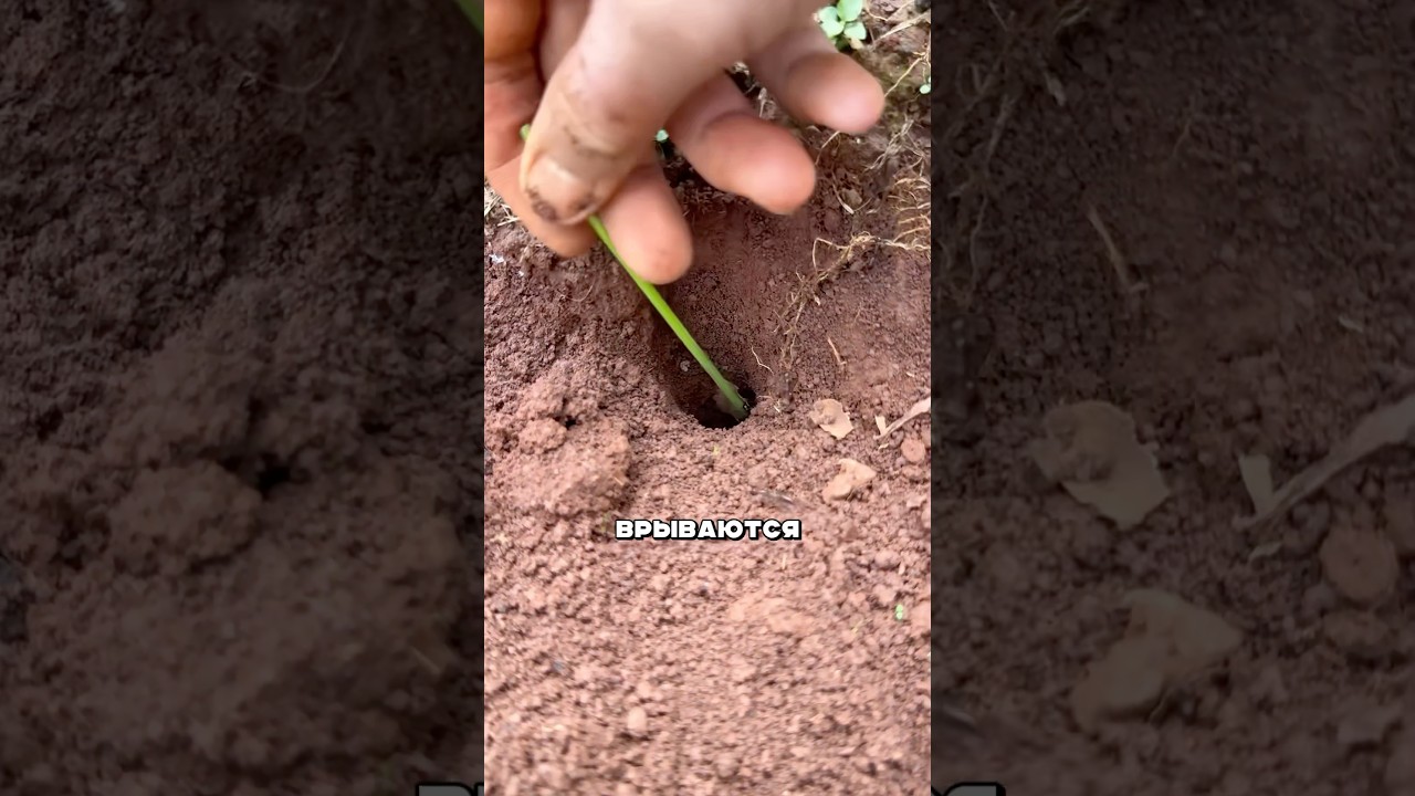 Как муравьи сотрудничают с людьми 