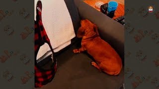Funny Dachshund Compilation 2017 # 6