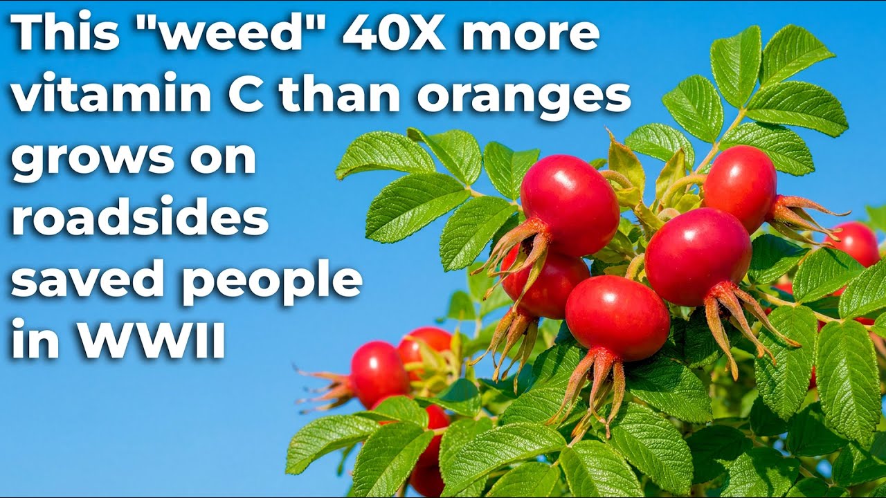 More Vitamin C Than Oranges, Boosts Immunity — Free on Roadsides, But System Calls It "Weed"