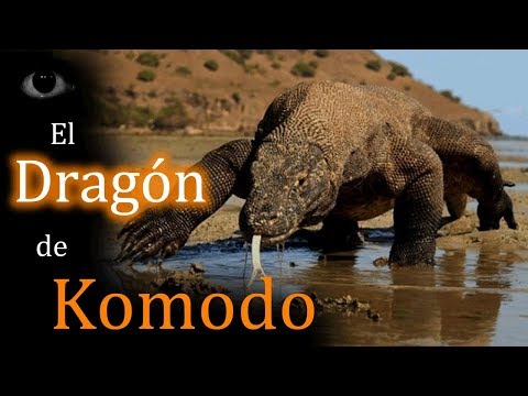 Video: Lagarto Monitor De Komodo: Hábitat, Longitud, Peso Y Características