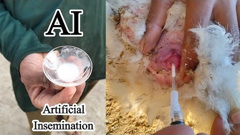 AI in Poultry | Artificial Insemination in Chickens | Insemination in Hens | Dr. ARSHAD