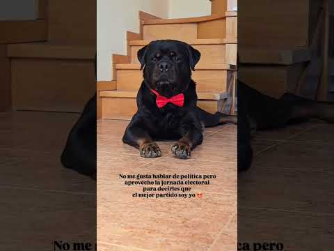 My Rottweiler Is Getting Married Today! 🐶💍