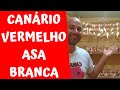 CANÁRIO VERMELHO DE ASA BRANCA