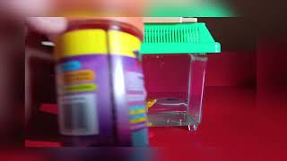 Download Lagu SQ33303 ORNAMENTAL CULTURE/VIDEO ASSIGNMENT (BS23160381)  MP3