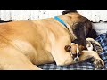 155-Pound Mastiff Falls In Love With His 5-Pound Chihuahua Sister | The Dodo