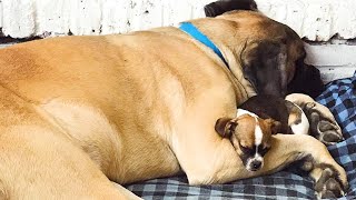 155-Pound Mastiff Falls In Love With His 5-Pound Chihuahua Sister | The Dodo This Mastiff Dog Has The Most Perfect Fluffy Fur The Dodo