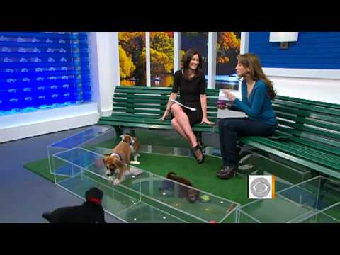 Video: Fine Living For Fido: The Big Apple Mendapatkan First Dog Resort