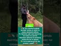 Огромный медведь снова как ребёнок 🐻❤️ #Медведь #Животные #Мило #Shorts