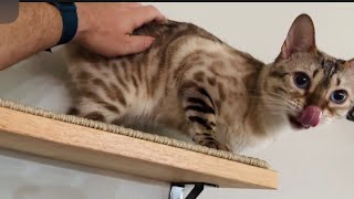 KITTY CRIES FOR ATTENTIONS! Turn up your volume!!