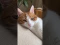Опять про него? Ну давай разложим таро