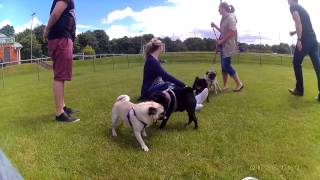 PUGFEST 2015