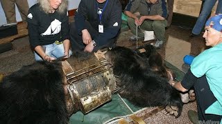 Tento medvěd strávil uvězněný v ocelové “košili” mnoho let. Tohle se stalo, když ho vysvobodili