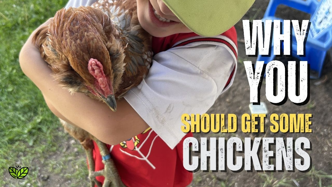 Вот почему ВАМ следует завести кур.