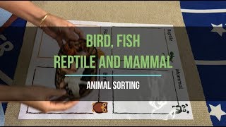 [VMI] Science - Animal Sorting -Vertebrates: Bird, Fish, Retile, Mammal - Montessori