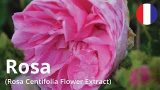 Rosa (Rosa Centifolia Flower Extract) French.ver