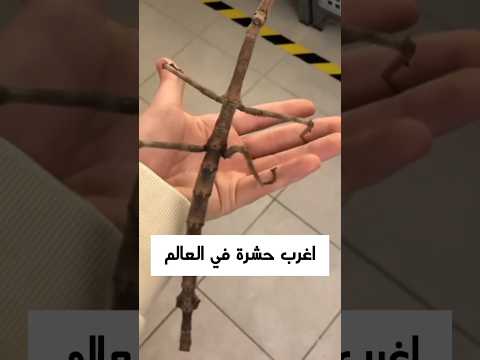 اغرب حشرة في العالم اكسبلور    حشرات غرائب    معلومات