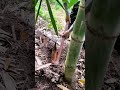 Bamboo Shoots Cutting Process | Fast and Efficient Harvesting #Shorts