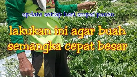 Thumbnail of cara sukses budidaya semangka, pemangkasan ranting agar buah cepat besar