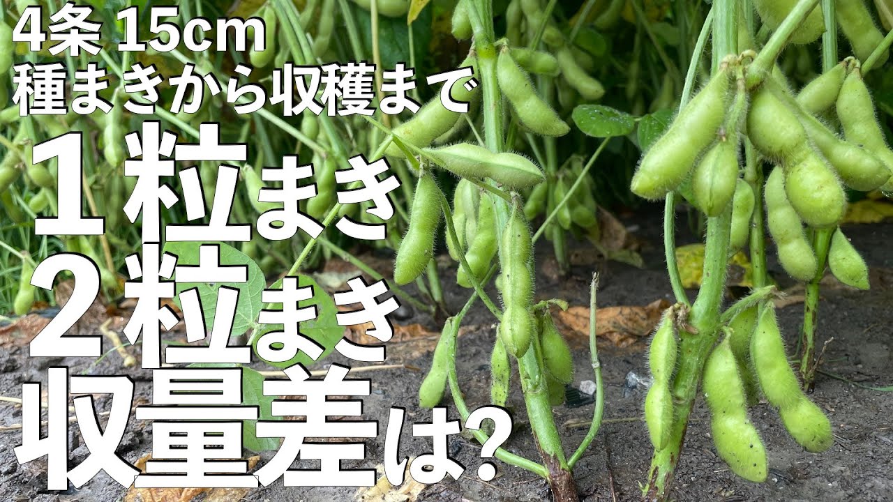 「枝豆栽培」種まきから収穫まで1粒まきと2粒まき収量比較