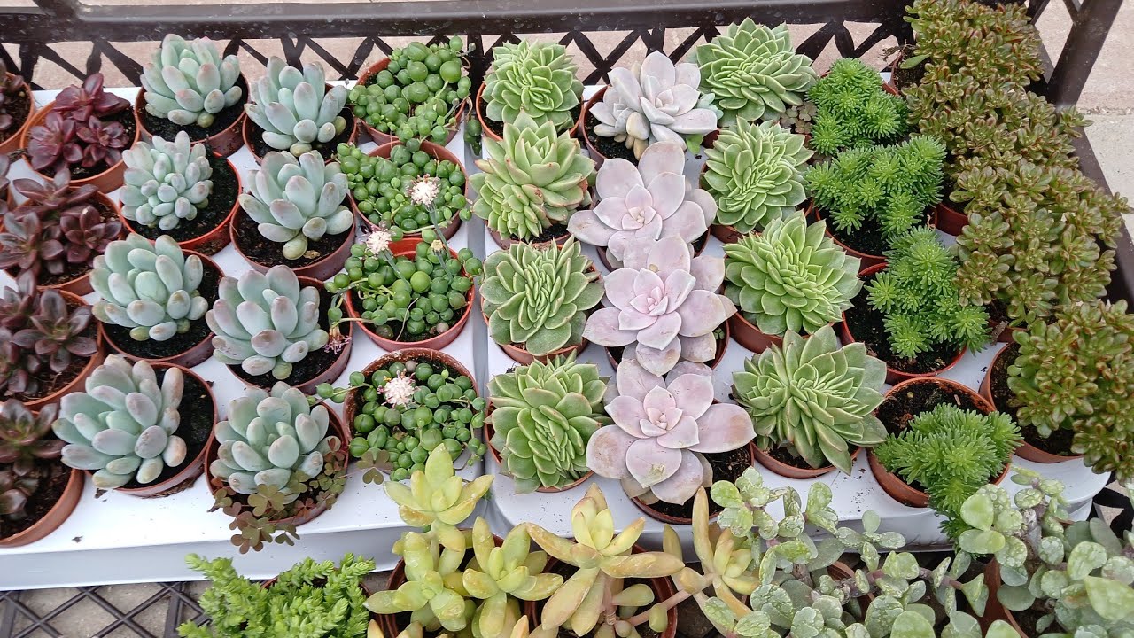 BU AKŞAM 8 DE İNCIHANEM INTAGRAM HESABIMDA CANLI YAYINDAYIZ