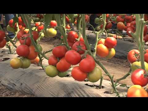 paradajz Sedmica - SV3725TH F1