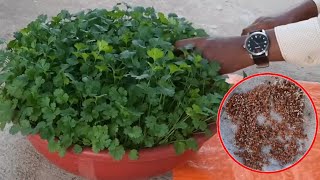 how to grow coriander very fast way at home
