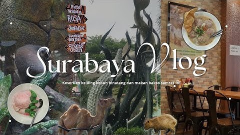 🐾 𝓢𝚞𝚛𝚊𝚋𝚊𝚢𝚊 𝓥𝚕𝚘𝚐 | 𝙺𝚎𝚕𝚒𝚕𝚒𝚗𝚐 𝙺𝚎𝚋𝚞𝚗 𝙱𝚒𝚗𝚊𝚝𝚊𝚗𝚐 𝚍𝚊𝚗 𝙼𝚊𝚔𝚊𝚗 𝙱𝚊𝚔𝚜𝚘 ૮꒰˶• ༝ •˶꒱ა⋆∘₊