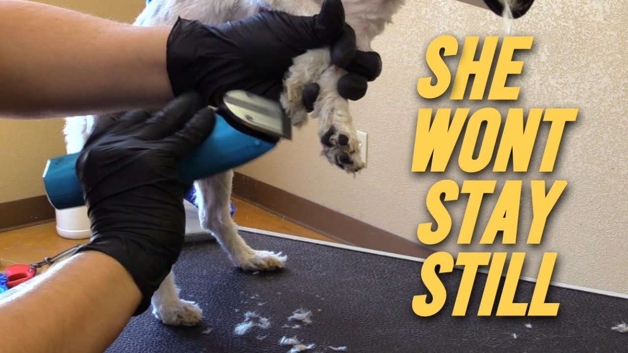 Dog Wont Stay Still PT2 YouTube