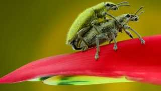 Weevil Insects Mating Macro Video