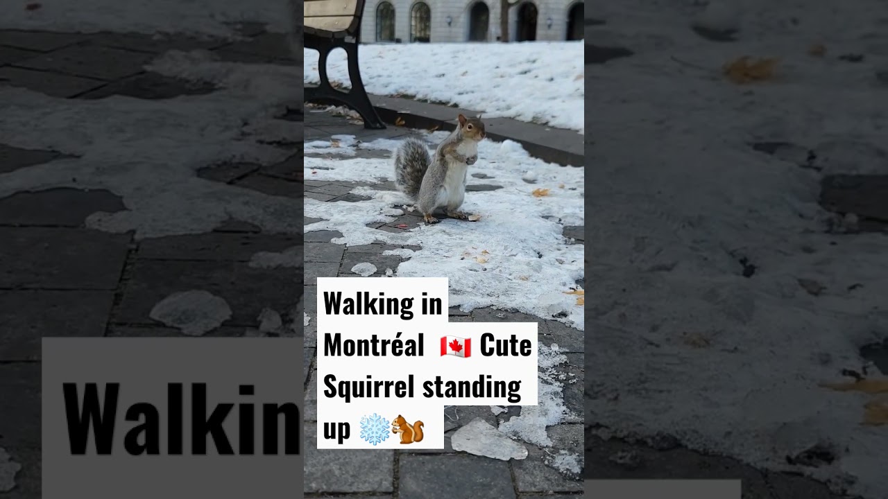 Walking in Montréal  🇨🇦 Cute Squirrel standing up ❄️🐿️ 