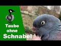 Taube ohne Schnabel... und drei weitere Einsätze - Tiernotruf #283