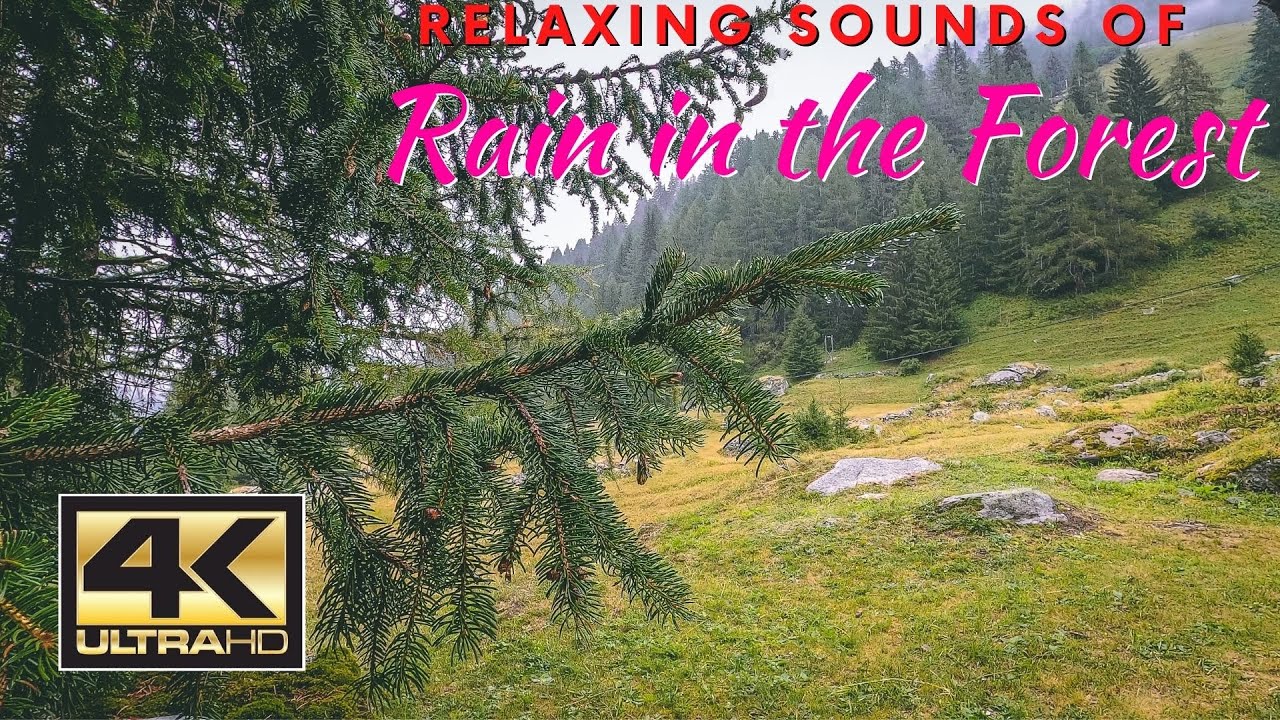 4K Sound of Rain in the Forest | Calming Nature Sounds for Relax and ...