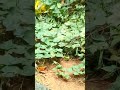 😀#trending#youtubeshorts#kuttus And Mikkus vlogs