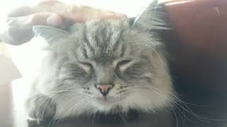 Cute fluffy Siberian cat bopping head with music 😂 by Da Chilling Cats 653 views 4 years ago 12 seconds