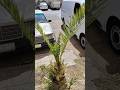 date tree #shortvideo #machine #automobile#shorts @Mozammilprintingpress89