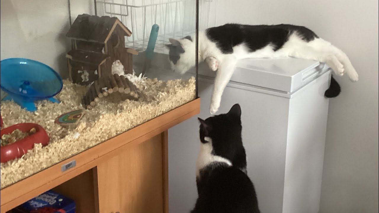 My cats and hamster meeting each other for the first time
