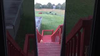 ❓What’s Out The Backdoor? #chickens #cows #shorts