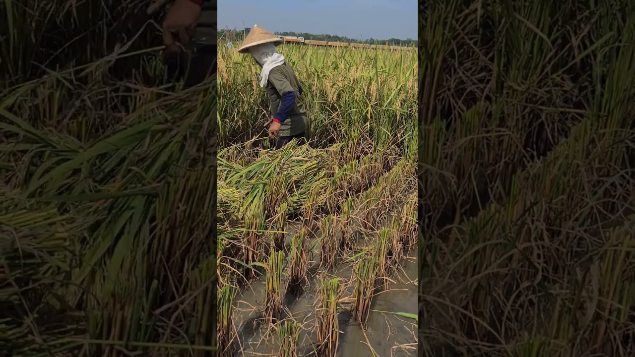 the traditional rice harvesting process is still effective today 