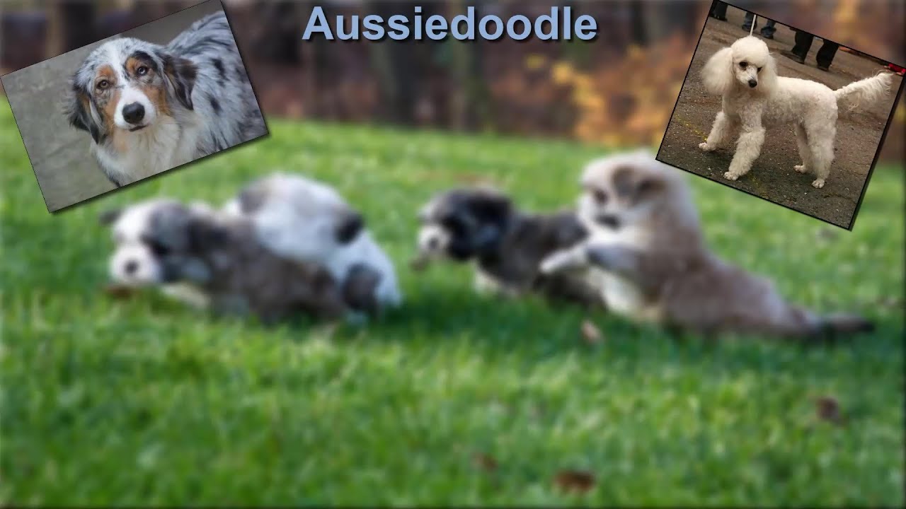 Aussiedoodle Photos Quick Facts About The Australian Shepherd Poodle Mix Youtube
