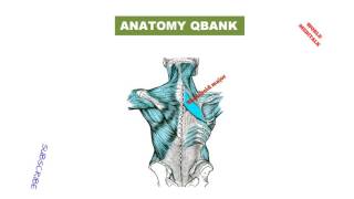 Mrcs Part A Anatomy Q Bank- 41