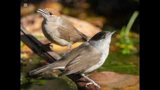 اجمل صوت خوري شماس مجرب