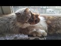 British longhair cat の動画、YouTube動画。