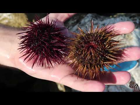 🌊  Purple sea urchin (Paracentrotus lividus) - A sea urchin with different colors 🌊 