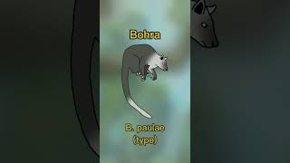 Bohra. The giant tree kangaroo of Pleistocene Australia. #shorts #extinct #treekangaroo