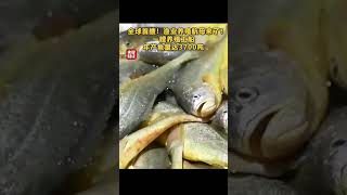 全球首艘！渔业养殖航母来了！一艘养殖工船年产鱼量达3700吨 | 财经风云