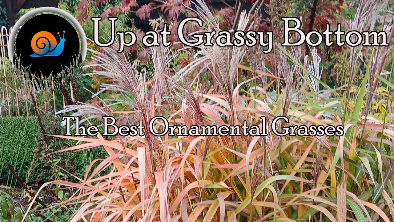 Лучшие декоративные травы